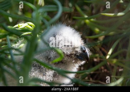 Un bébé hibou est assis parmi le feuillage vert et les buissons Banque D'Images