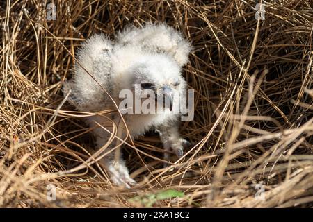 Un bébé hibou perché dans l'herbe desséchée et le foin. Banque D'Images