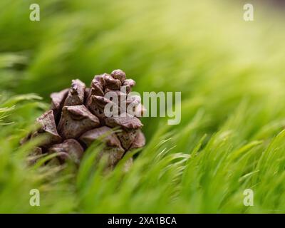Une pomme de pin reposant sur l'herbe verte. Banque D'Images