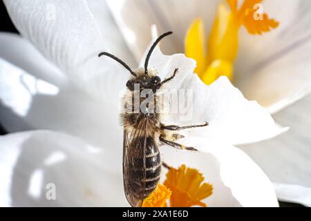 Un gros plan d'une abeille de plâtre Colletes cellophane couverte de boules de pollen atteignant une fleur de crocus blanche. Long Island, New York, États-Unis Banque D'Images