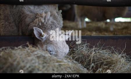 Un mouton mangeant du foin dans une grange de hangar. Pays de Galles, Royaume-Uni Banque D'Images
