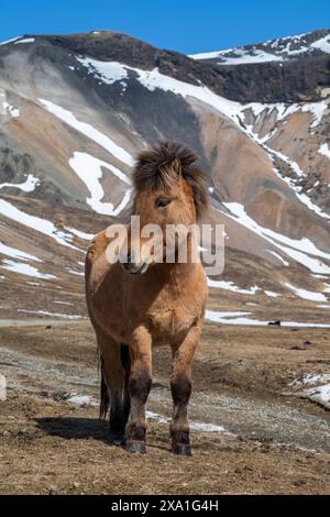 Islande. Chevaux islandais. Une des races de chevaux les plus pures au monde. Jument islandaise avec manteau d'hiver épais. Banque D'Images
