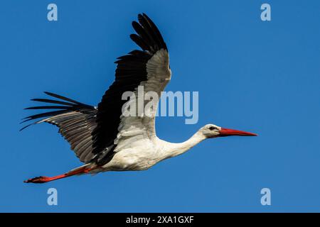 Une cigogne dans leur environnement naturel. Banque D'Images