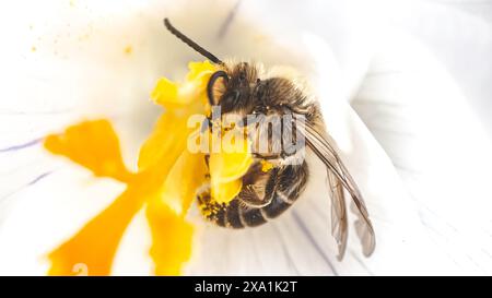 Gros plan d'une petite abeille de plâtre Colletes cellophane peluche polyester se nourrissant et pollinisant une fleur de crocus blanche au début du printemps. Long Island, NY Banque D'Images