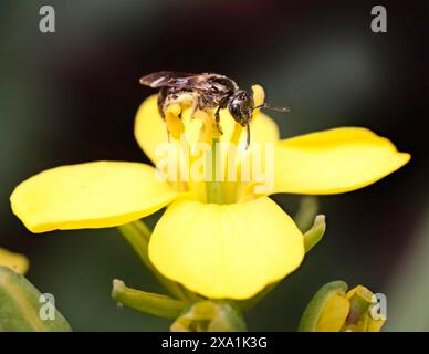 Une minuscule femelle Lasioglossum à sueur métallique foncée (Halictidae) se nourrissant et recueillant du pollen sur ses pattes arrière pour nourrir son nid. NY USA Banque D'Images