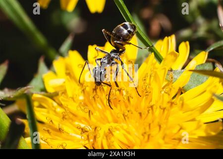 Une minuscule fourmi de bois d'espèce Formica noire se nourrissant et pollinisant une fleur de pissenlit jaune printanier. Long Island, New York, États-Unis. Banque D'Images