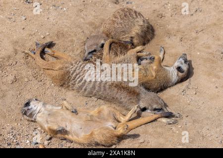 Trois bébés suricates se blottissent sur le sol Banque D'Images