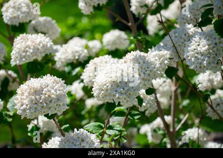 Les grappes de fleurs blanches avec des feuilles vertes se prélassent au soleil. Viburnum carlesii Banque D'Images