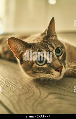 Un chat reposant paisiblement sur un plancher en bois avec les yeux fermés Banque D'Images