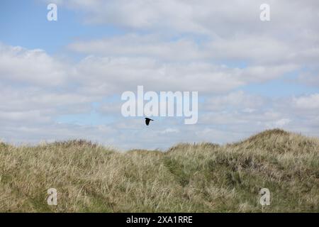 Un oiseau volant au-dessus d'un champ herbeux Banque D'Images