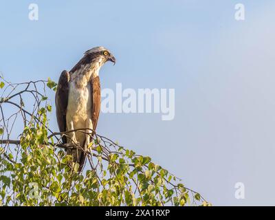 Un balbuzard perché sur une branche d'arbre. Banque D'Images