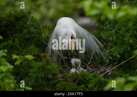 Grande aigrette adulte qui s'occupe des poussins sur un site de nidification à l'Ocean City Welcome Center Rookery New Jersey Banque D'Images