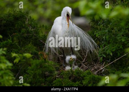 Grande aigrette adulte qui s'occupe des poussins sur un site de nidification à l'Ocean City Welcome Center Rookery New Jersey Banque D'Images