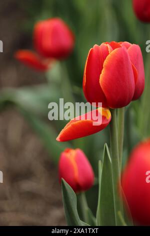 Une seule tulipe jaune se distingue parmi une mer de tulipes rouges, rehaussée par la chute d'un pétale. Banque D'Images