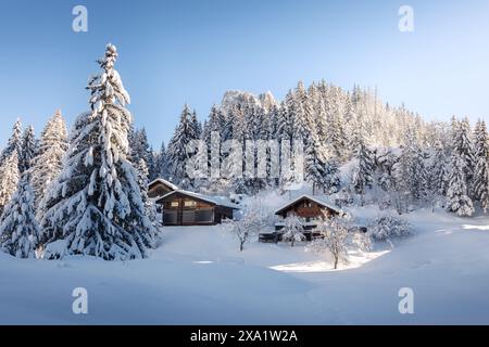 Vue hivernale de chalets suisses typiques au milieu d'une forêt de sapins recouverte de neige, avec le soleil se levant et illuminant le paysage Banque D'Images