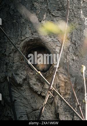 Un petit écureuil brun sur une crevasse de tronc d'arbre Banque D'Images