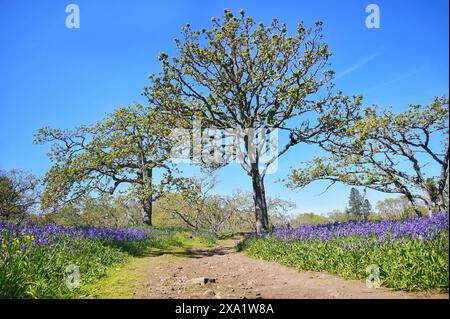 Un sentier pittoresque entouré d'arbres et de fleurs violettes en fleurs Banque D'Images