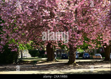 Plusieurs individus sont assis sur les bancs du parc entourés d'arbres en fleurs Banque D'Images