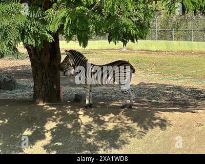 Un zèbre sous un arbre dans une enceinte de zoo Banque D'Images