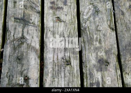 Gros plan détaillé des surfaces en bois vieilli Banque D'Images