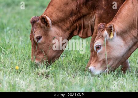 Gros plan de deux vaches qui paissent sur le champ Banque D'Images