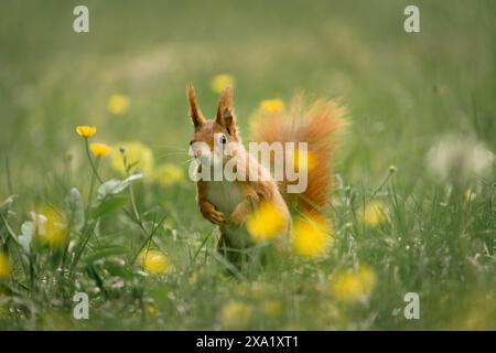 Écureuil rouge mignon debout dans l'herbe entre les fleurs jaunes, regardant la caméra Banque D'Images