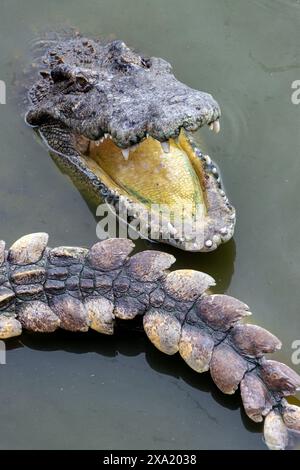 Un crocodile dans l'eau avec les mâchoires ouvertes Banque D'Images