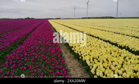 Une vue panoramique sur les champs de tulipes dynamiques près de Willemstad, aux pays-Bas, dans le Brabant Banque D'Images