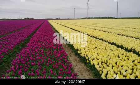 Une vue panoramique sur les champs de tulipes dynamiques près de Willemstad, aux pays-Bas, dans le Brabant Banque D'Images