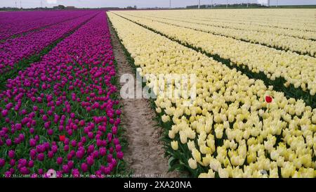 Une vue panoramique sur les champs de tulipes dynamiques près de Willemstad, aux pays-Bas, dans le Brabant Banque D'Images