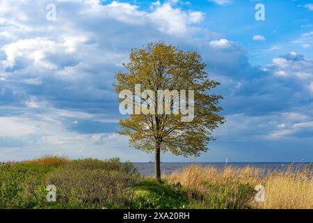 Arbre solitaire contre un ciel nuageux Banque D'Images