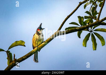 Un bulbul à moustache rouge perché sur une branche. Thattekad, Kerala, Inde Banque D'Images