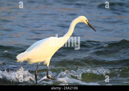 Une aigrette enneigée se promenant dans l'eau à la recherche de nourriture Banque D'Images