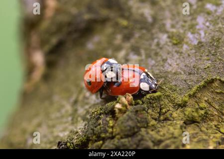 Gros plan d'une coccinelle perchée sur une branche d'arbre Banque D'Images