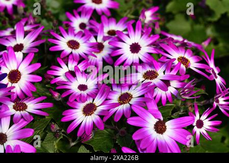 Violet vif et blanc Senetti Pericallis 'Magenta Bicolor' fleurit dans un buisson luxuriant Banque D'Images