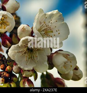 Un gros plan de belles fleurs de cerisier sur une branche d'arbre. Danemark Banque D'Images