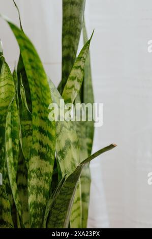 Grande plante de serpent en pot à l'intérieur par la fenêtre. Banque D'Images