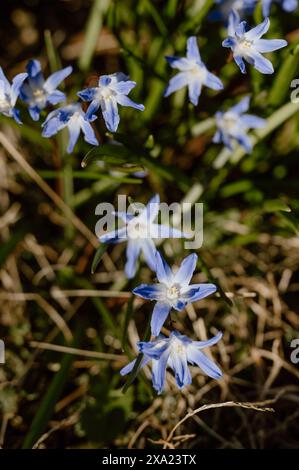 Un peu de fleurs de printemps violettes dans l'après-midi Banque D'Images