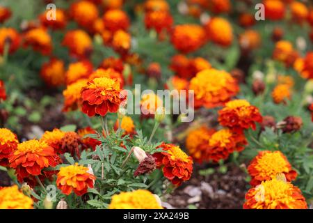 Le Marigolds parviflora fleurit dans les tons de rouge, jaune et orange Banque D'Images