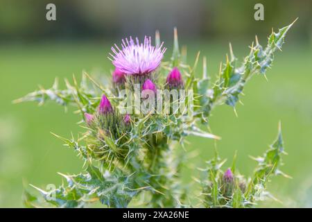 Un gros plan de la fleur de Silybum marianum avec des feuilles épaisses dans le focus Banque D'Images