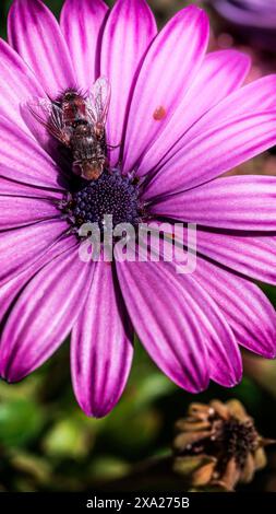 Gros plan d'une Marguerite violette avec une abeille sur les pétales Banque D'Images