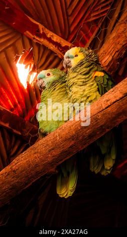 Les deux oiseaux de l'Amazone aestiva (Blue-front Amazone aestiva) perchés sur une branche en bois Banque D'Images