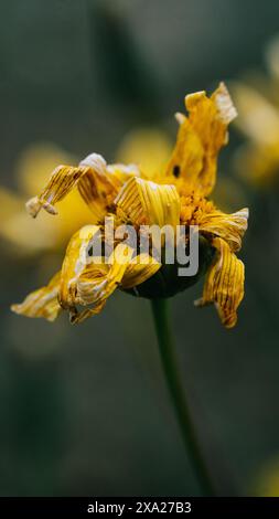 Une fleur jaune endommagée sur un fond vert Banque D'Images