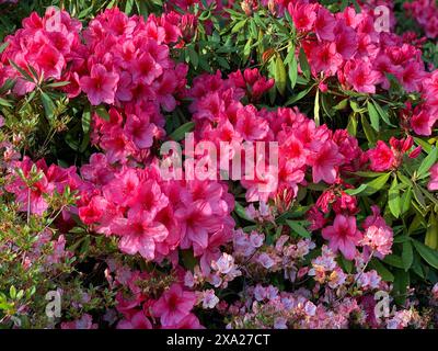 Un gros plan de fleurs de Rhododendron rose éclatantes en pleine floraison Banque D'Images