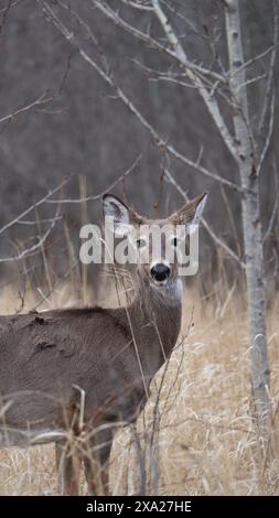 Un cerf de Virginie (Odocoileus virginianus) se tenant gracieusement dans une forêt Banque D'Images