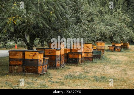 Quelques nids d'abeilles dans des cadres avec des oranges placées sur le dessus Banque D'Images