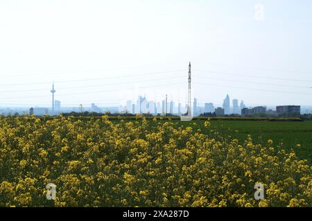 Un champ de colza avec l'horizon de Francfort-sur-le-main dans la brume matinale Banque D'Images