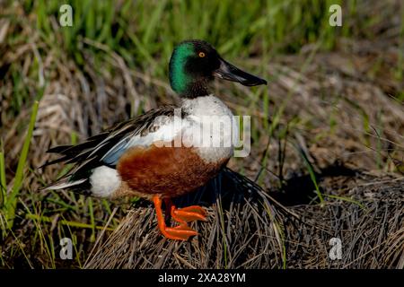 Pelle du Nord (Spatula clypeata) dans l'Idaho Banque D'Images