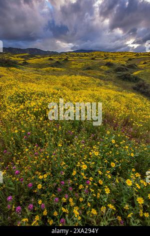 Les hiboux Trèfle, Monolopia Fiddlenecks, gamme, Caliente, Carrizo Plain National Monument, San Luis Obispo County, Californie Banque D'Images