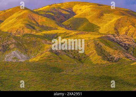 Fleurs sauvages, coucher de soleil, chaîne Tremblor, monument national Carrizo Plain, comté de San Luis Obispo, Californie Banque D'Images